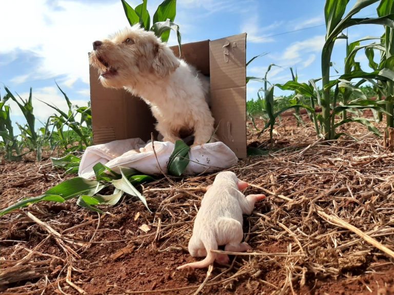 APASBAC: Desde 2012 entidade realiza relevante serviço de proteção aos animais abandonados