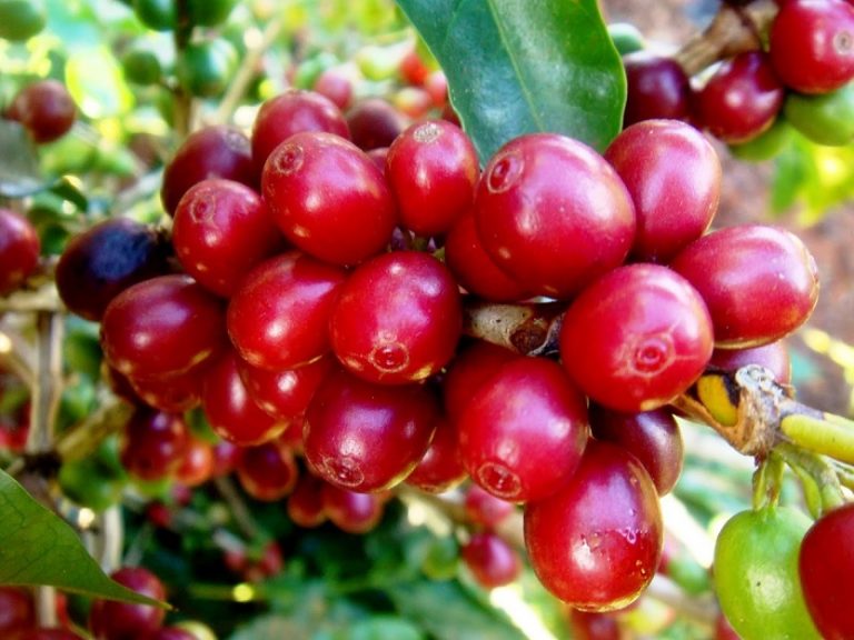 Da colheita à xícara, café dribla adversários gerados pela pandemia