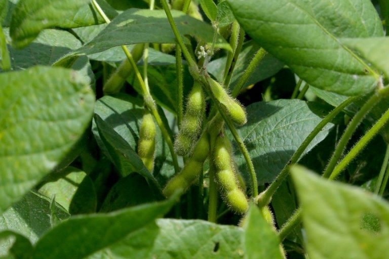 No Paraná, Vazio Sanitário da Soja termina quinta-feira. Agricultores já preparam plantio