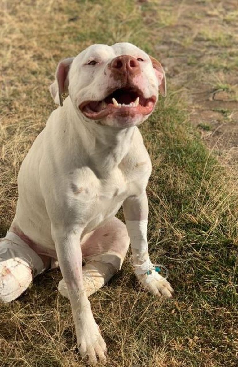 Novas leis fortalecem trabalhos da APASBAC na proteção dos animais porque aumentam pena por maus tratos