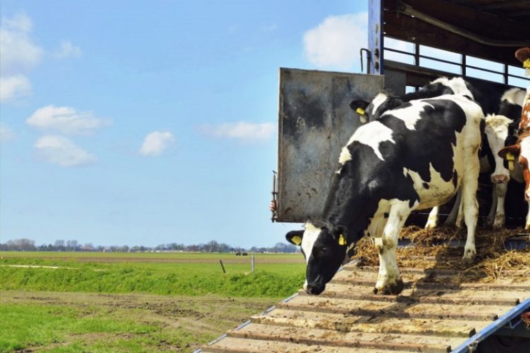 Sindicatos rurais poderão emitir a Guia de Trânsito Animal – GTA