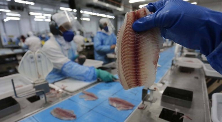 Produção de tilápia transforma vidas no Oeste do Paraná
