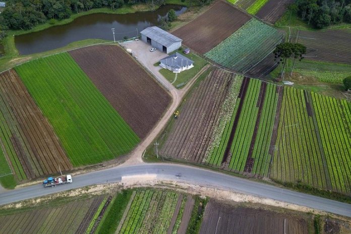 news_interna_Hortalicas_002