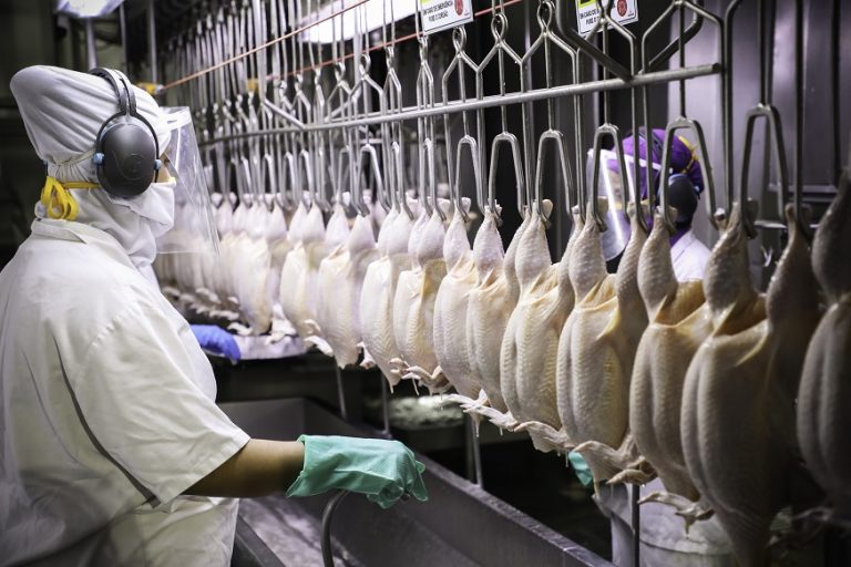 UNIDADE INDUSTRIAL DE CAFELÂNDIA:  Copacol atinge a marca de 2 bilhões de aves abatidas