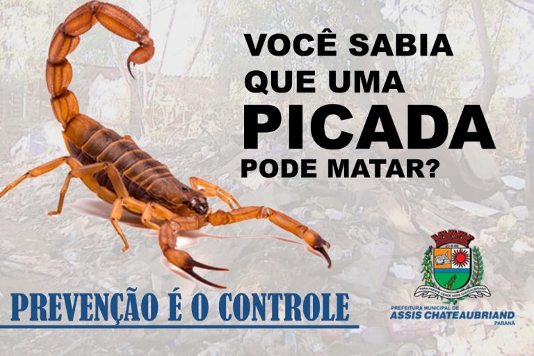 Escorpiões voltam a ser encontrados e Saúde de Assis Chateaubriand alerta população