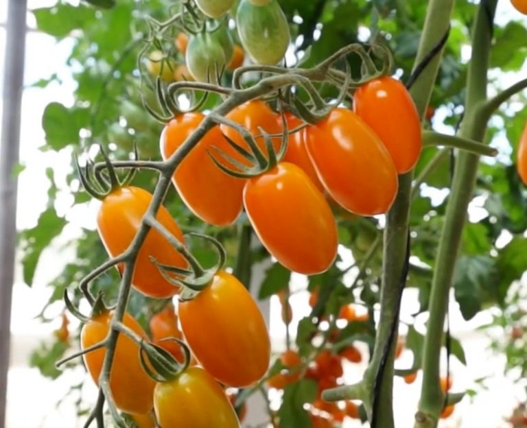 Produção de frutas e verduras: atividade cresce e conquista mais espaço em Assis Chateaubriand