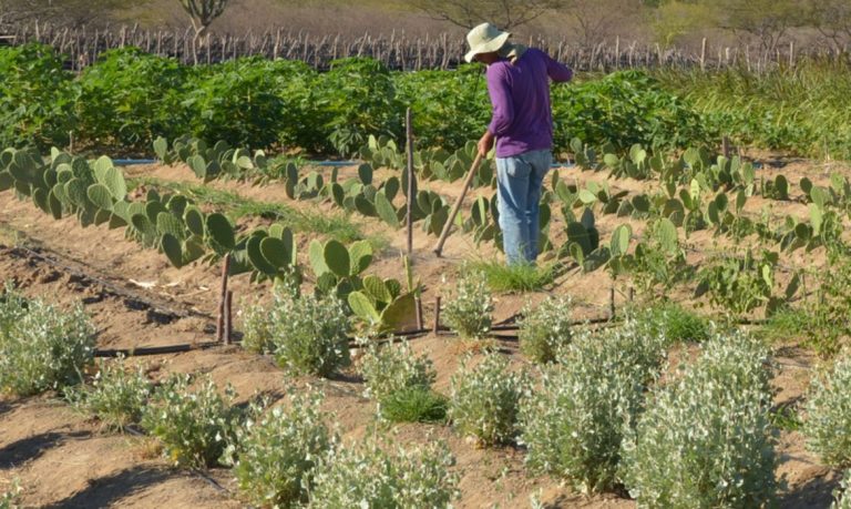 Embrapa cria produto capaz de aumentar resistência vegetal à seca