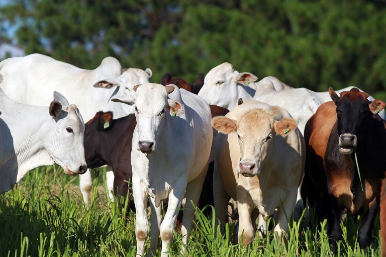 União de forças permitirá ao Paraná vencer no mercado de proteína de origem animal