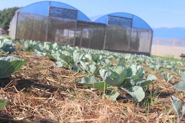 Show Rural – Olericultura: Plantio direto de hortaliças garante conservação do solo