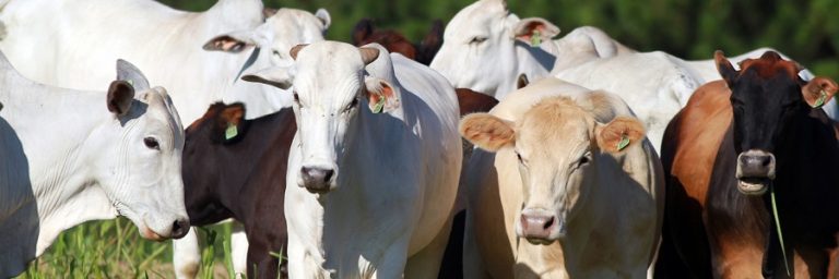 Atenção produtores: Campanha de Atualização de Rebanho começa neste domingo