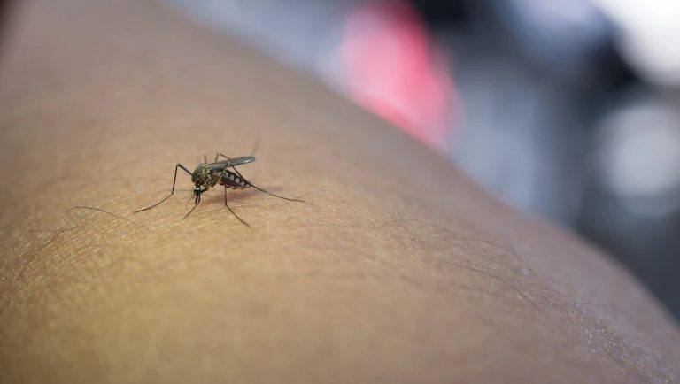 Alerta: População de Nova Aurora e Corbélia precisa ficar alerta contra o Aedes aegypti