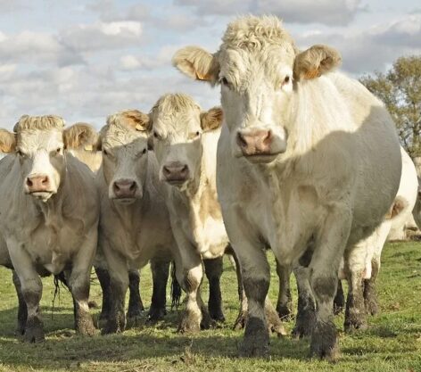 Pecuária: 35º Show Rural vai ter exposição e venda de bovinos, ovinos e caprinos