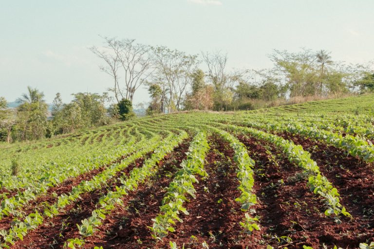 Plantabilidade: semente no lugar certo com agricultura de precisão