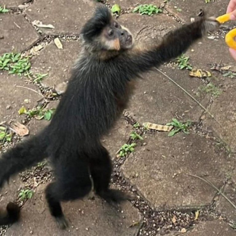 Município orienta população para que não ofereçam alimentos aos animais silvestres