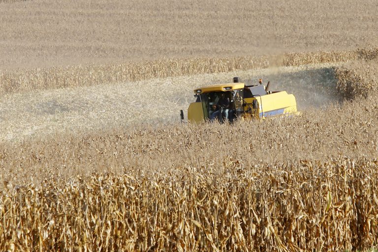 Produtores de milho do Paraná têm melhor remuneração em outubro, aponta boletim do Deral