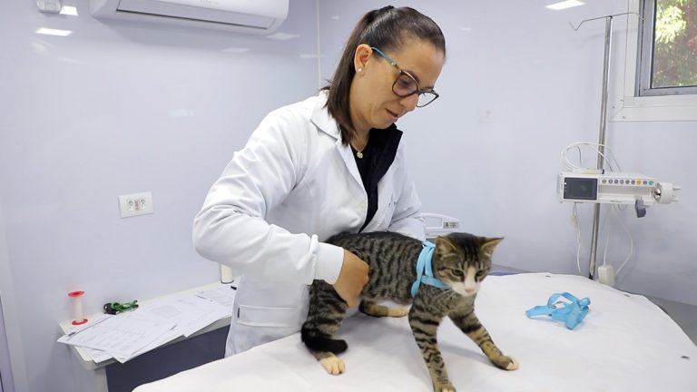 Assis Chateaubriand investiu mais de R$ 250 mil em saúde ao bem-estar animal nos primeiros meses deste ano