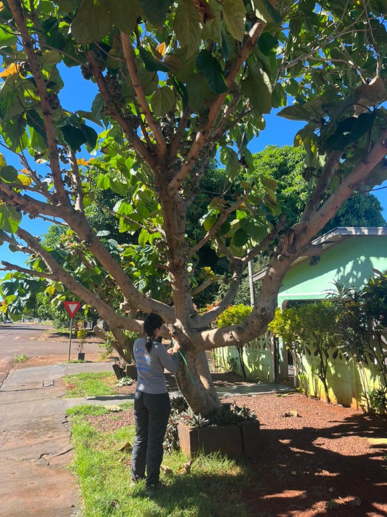 Mapeamento da arborização urbana é iniciado no município