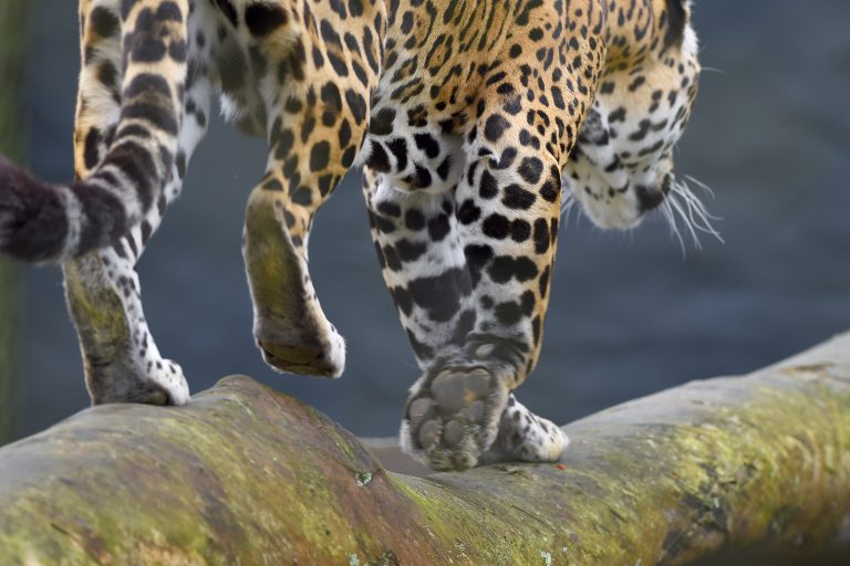 Rede coordenada pelo IAT salvou 1.483 animais silvestres entre janeiro e abril