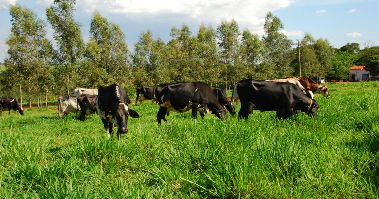 Métodos regenerativos na pecuária bovina recuperam o solo e incrementam a renda dos produtores