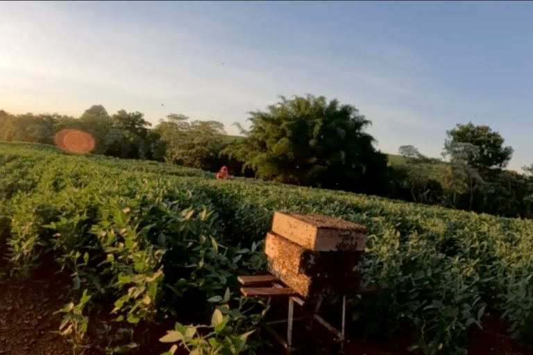 Polinização animal contribui para 12,6% da produção agrícola do Paraná, aponta IBGE