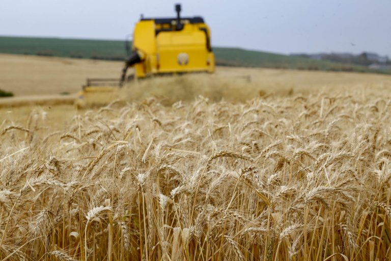 Produtores encerram plantio de trigo no Paraná em 833,4 mil hectares