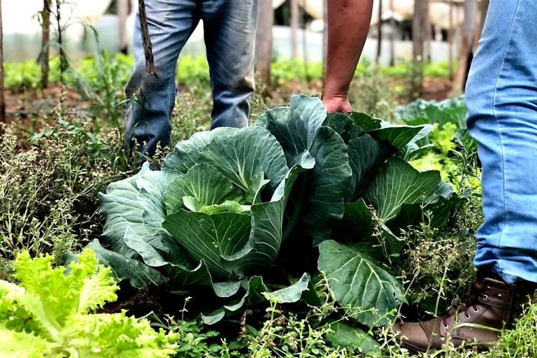 Com 4.510 certificações, Paraná amplia vantagem como maior produtor de orgânicos do País