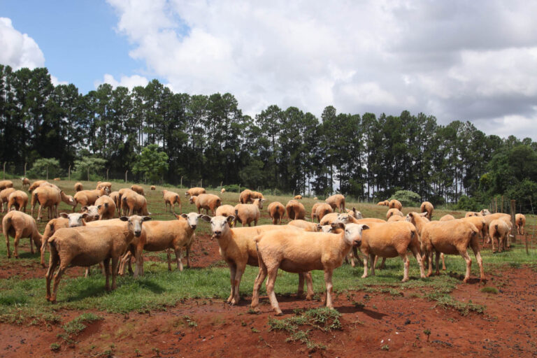 Alerta: Portaria da Adapar estabelece vacinação de herbívoros contra raiva em 30 cidades do Oeste
