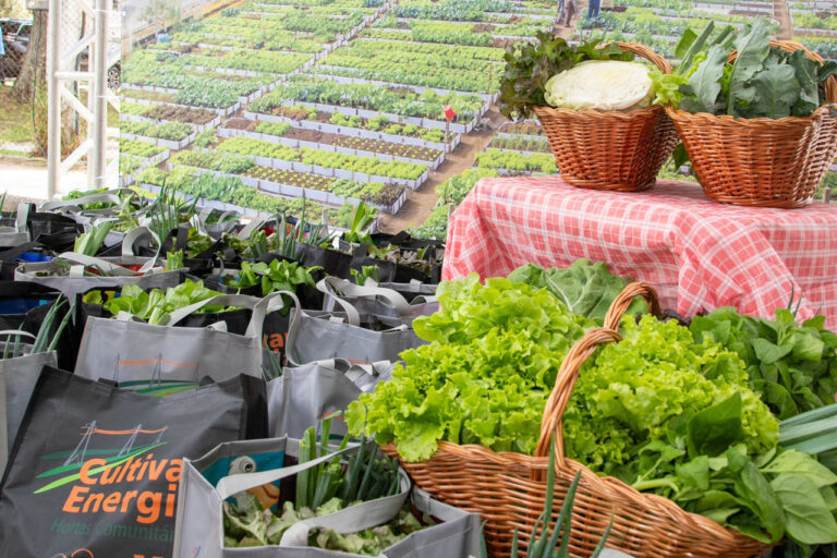 Programa de hortas urbanas da Copel ganhou 32 novas unidades em 2025