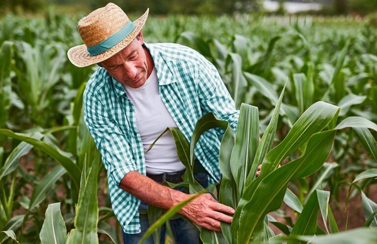 Seguro rural ganha protagonismo na gestão de risco no campo