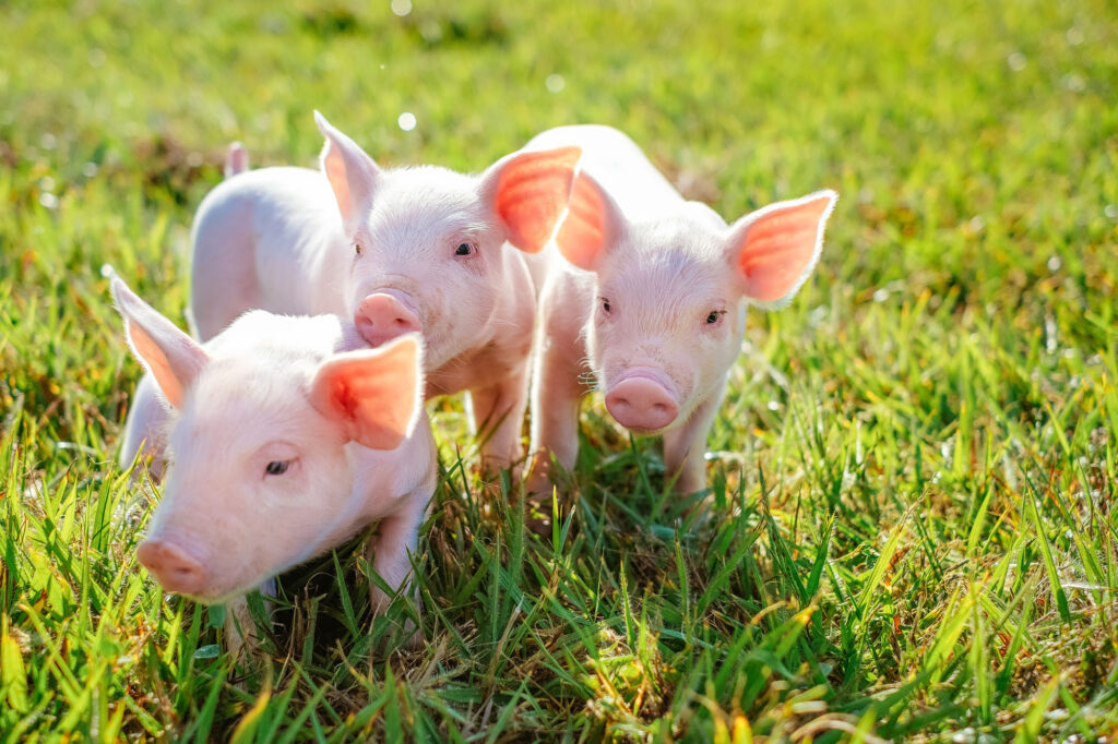 Integração entre C.Vale e Frimesa impulsiona produção leiteira e suinícola no Paraná e Mato Grosso do Sul