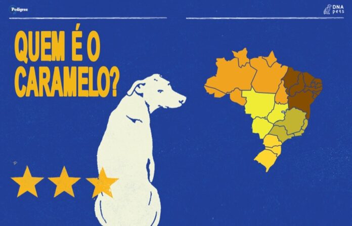 Vira-lata caramelo: DNA revela forte conexão com a imigração europeia